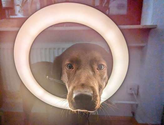 Dogorama Photo Challenge - Licht-Beitrag-Bild