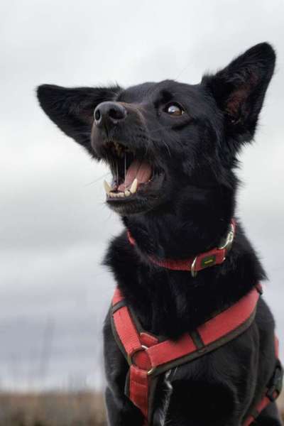 74. Trick-Übung "Leckerli schnappen"-Beitrag-Bild