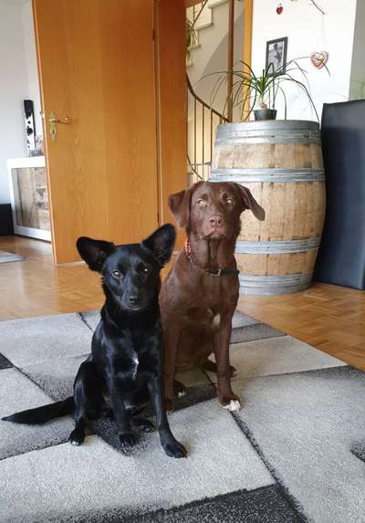 Labradorfans-Beitrag-Bild