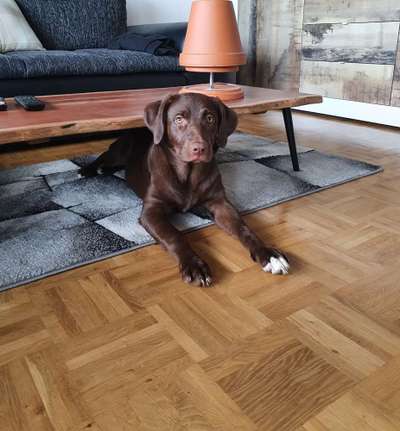 Labradorfans-Beitrag-Bild