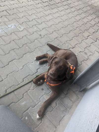 34. Impulskontrollübung "Ruhe an fremden Orten"-Beitrag-Bild