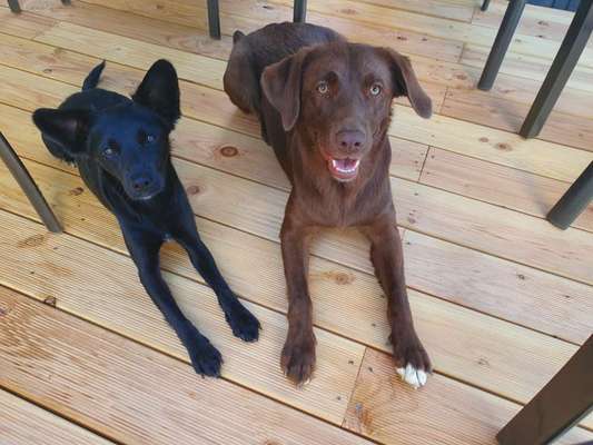 Wer von euch hat mindestens 2 Hündinnen Zuhause?-Beitrag-Bild