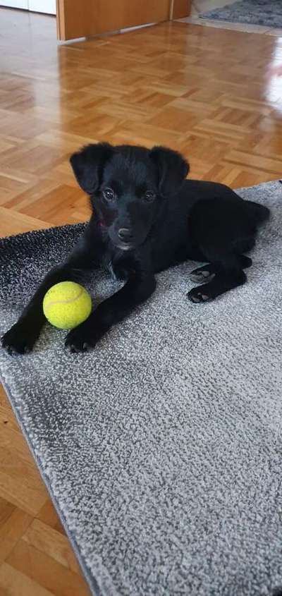 Als Welpen sind sie alle noch süßer-Beitrag-Bild