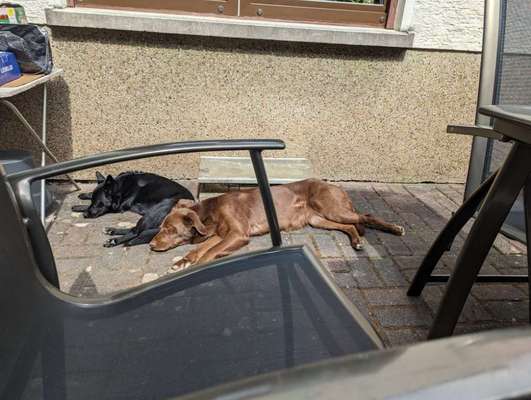 34. Impulskontrollübung "Ruhe an fremden Orten"-Beitrag-Bild