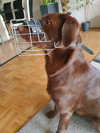 Zeigt mir doch bitte eure Maulkörbe!-Beitrag-Bild