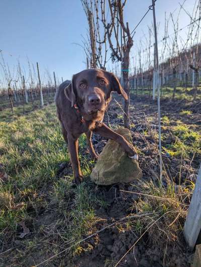 44.Tricktraining ,, Pfote auf Target,,-Beitrag-Bild