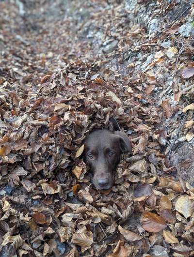 43. Impulskontrollchallenge: Decke deinen Hund zu und er muss liegenbleiben-Beitrag-Bild