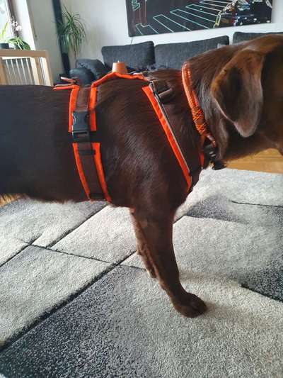 Anny X Geschirr-Beitrag-Bild