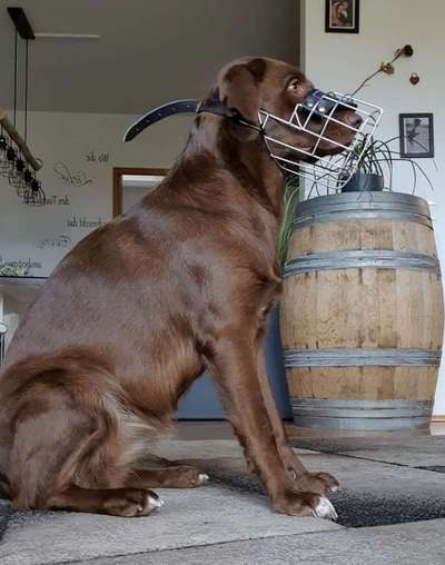 Zeigt mir doch bitte eure Maulkörbe!-Beitrag-Bild