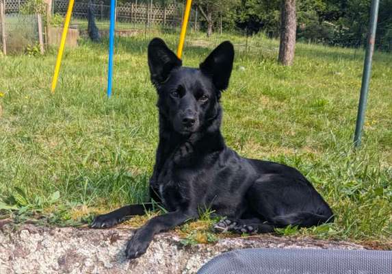 Mudi - Gibt es hier noch weitere ungarische Paprikas?-Beitrag-Bild