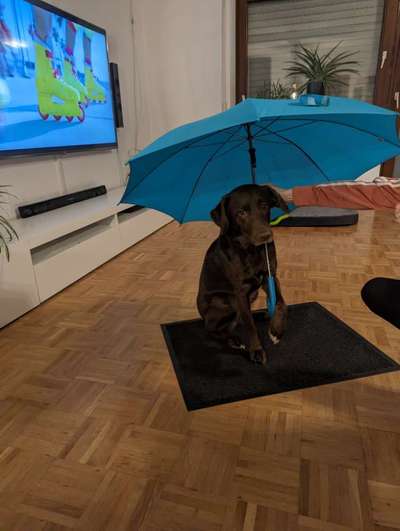 31. Impulskontrollübung: Artgenossen-Beitrag-Bild