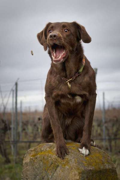 74. Trick-Übung "Leckerli schnappen"-Beitrag-Bild