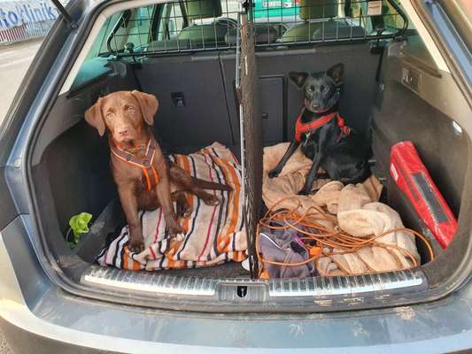 FOTOCHALLENGE 70 - Dein Hund im Auto-Beitrag-Bild