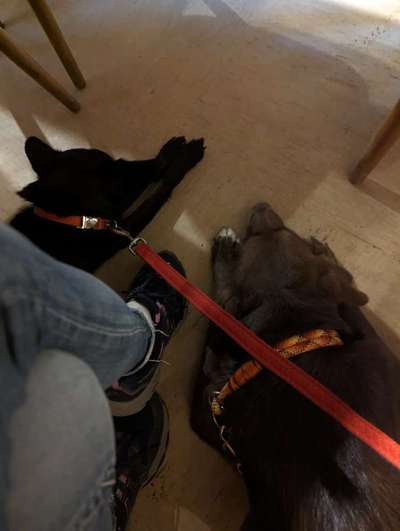 34. Impulskontrollübung "Ruhe an fremden Orten"-Beitrag-Bild