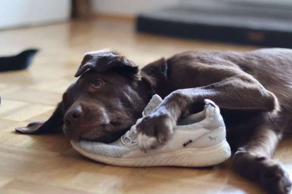 44.Tricktraining ,, Pfote auf Target,,-Beitrag-Bild