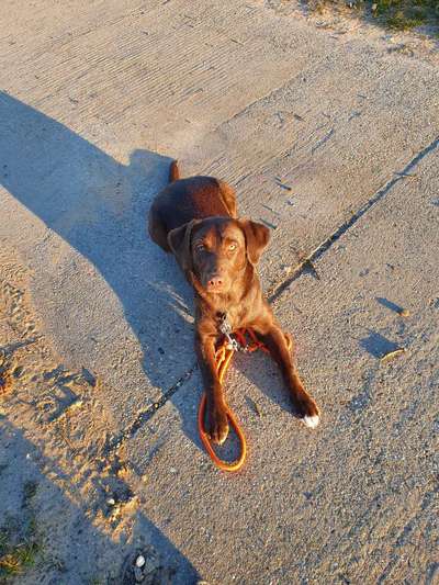 Mischlinge raten - Rätselspaß-Beitrag-Bild