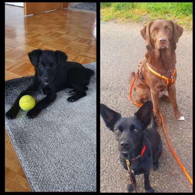 Vom Welpen zum Hund-Beitrag-Bild