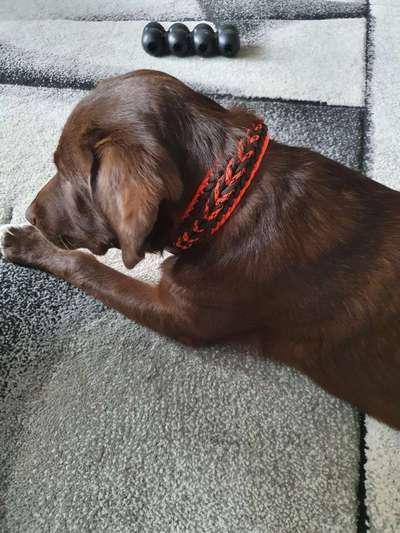 Halsband-Beitrag-Bild