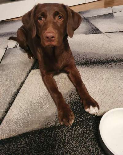 Labradorfans-Beitrag-Bild