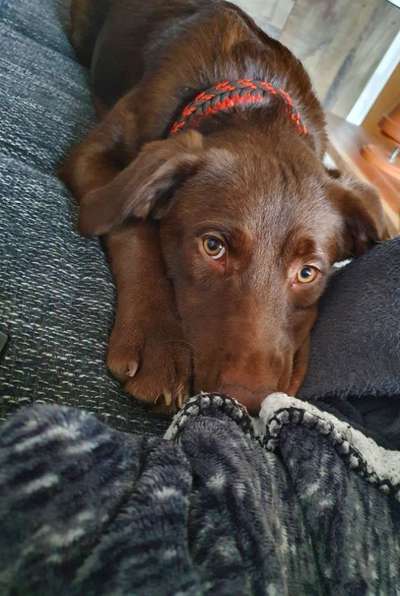 Jeder möchte zu meinem Welpen-Beitrag-Bild