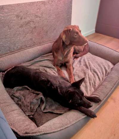 48. impulskontrolle Challenge " Decke heißt Decke "-Beitrag-Bild