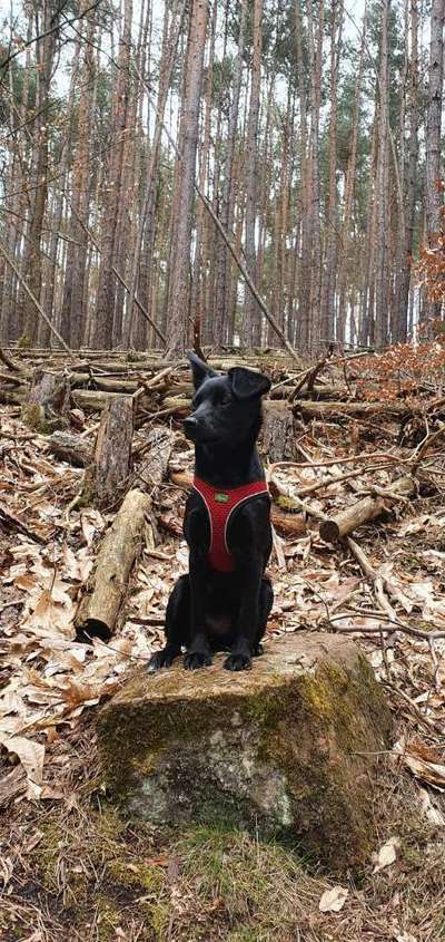 Geschirrauswahl-Beitrag-Bild