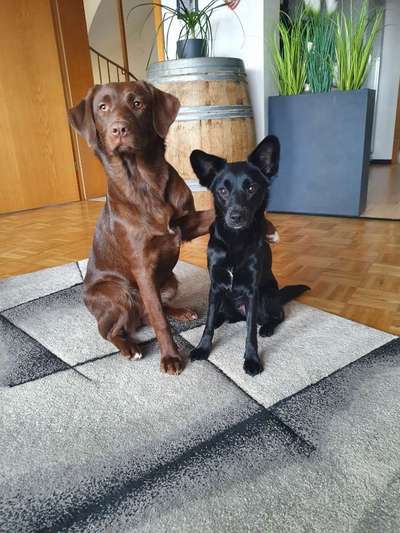 BIG LOVE :) mit 2 Hunden❣️-Beitrag-Bild