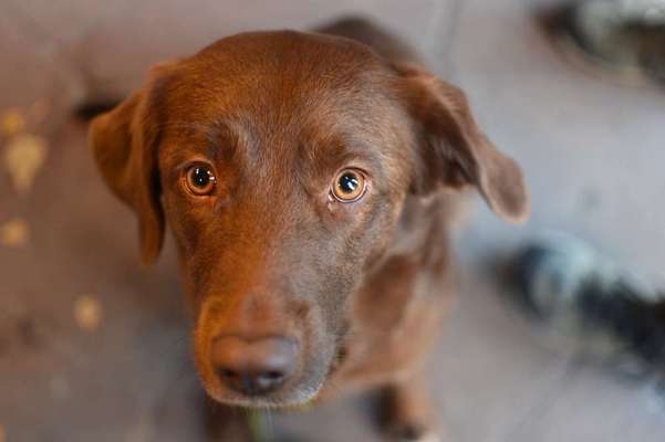 Von wegen Hunde starren einen nicht an!-Beitrag-Bild