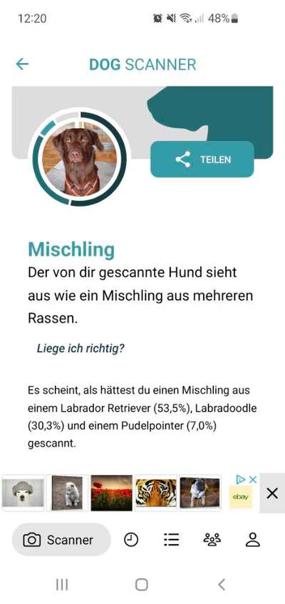 Hunderasse gesucht-Beitrag-Bild