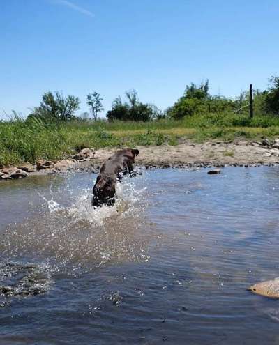 Hunde in Action-Beitrag-Bild