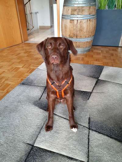 Anny X Geschirr-Beitrag-Bild