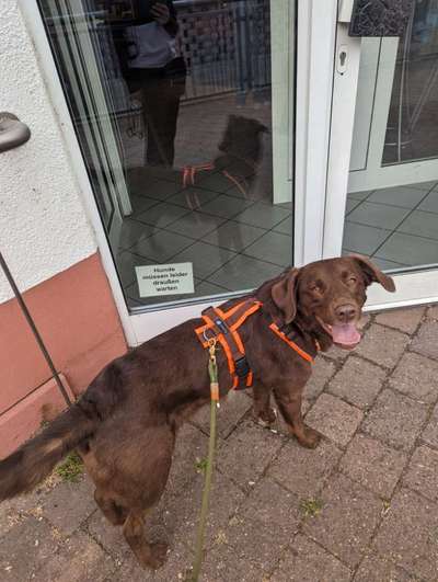 34. Impulskontrollübung "Ruhe an fremden Orten"-Beitrag-Bild