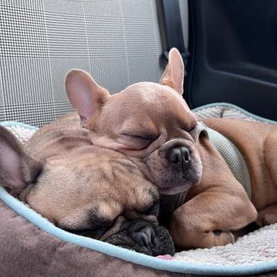 Hundetreffen-Frenchie Spielgruppe-Bild