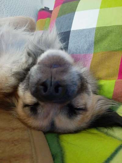 Zeigt mir die tollste Nahaufnahme von eurer Fellnase-Beitrag-Bild