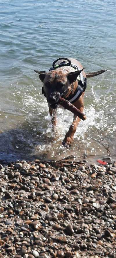 Challenge 23 : "  Euer Hund beim Frühlingserwachen "-Beitrag-Bild