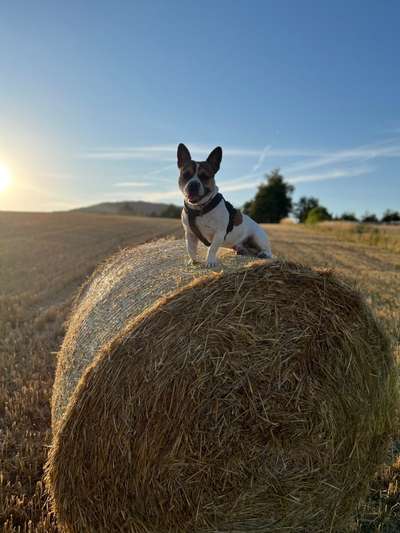 Mexican Frenchie-Beitrag-Bild