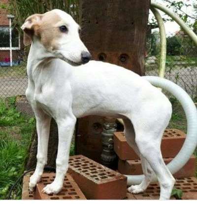 Welpen Bilder !-Beitrag-Bild