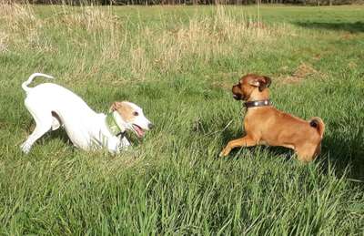 Hundetreffen-Hundetreffen Lindhorster Wald 🐶🌲-Bild