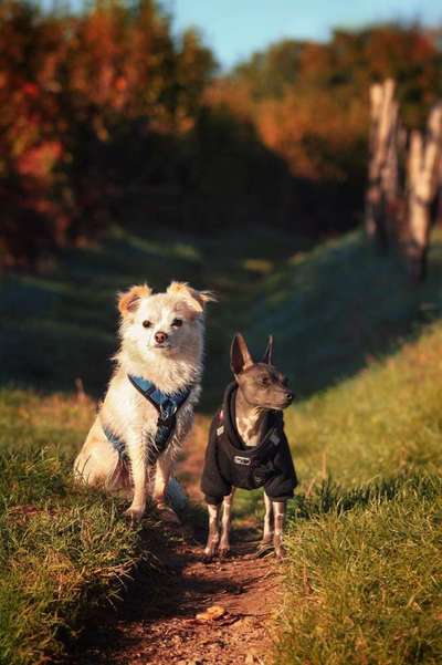 Hundetreffen-Spaziergang Hundefreunde-Bild