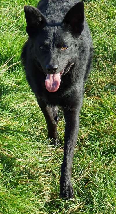 Mudi - Gibt es hier noch weitere ungarische Paprikas?-Beitrag-Bild