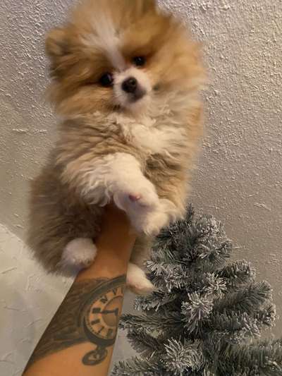 CHALLENGE NR. 19 - Der Hundeblick-Beitrag-Bild