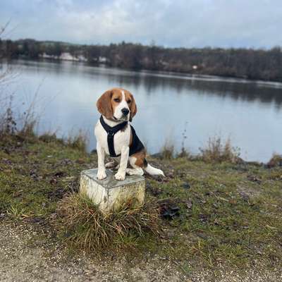 aktuelles Foto Gruppe Beagle