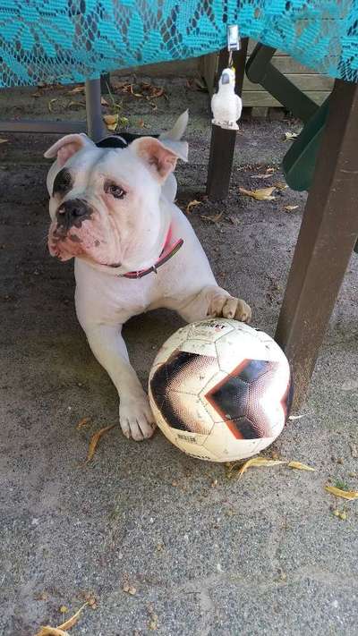 Dogorama Photo Challenge - Rund-Beitrag-Bild