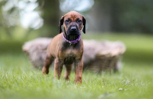 Rhodesian Ridgeback-Beitrag-Bild
