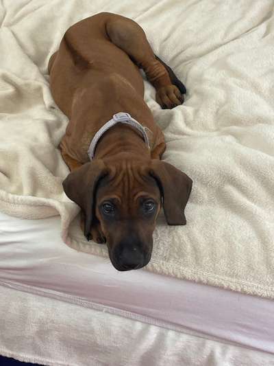 Rhodesian Ridgeback-Beitrag-Bild