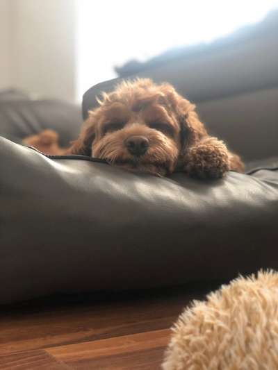 Hundetreffen-Schöne Spaziergänge in der Natur-Bild