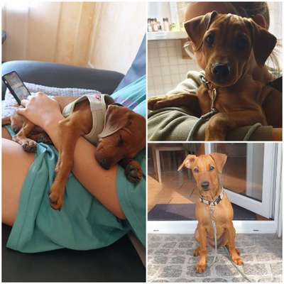 Welpenfotos-Beitrag-Bild