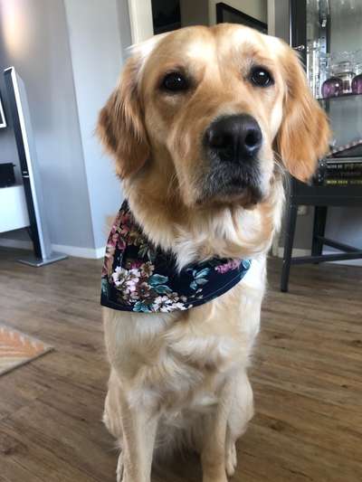 Golden Retriever-Beitrag-Bild