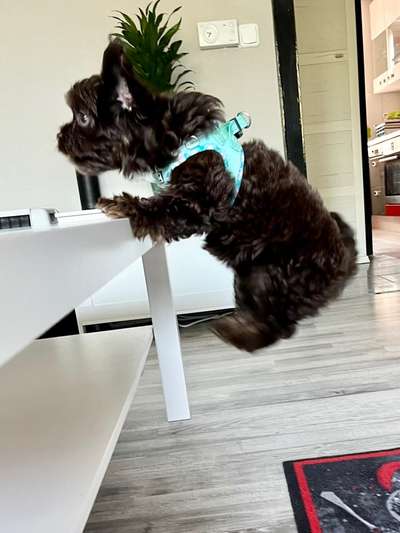 Welpen Bilder !-Beitrag-Bild