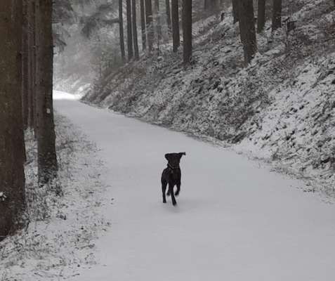 Hundetreffen-Gemeinsame Spaziergänge-Bild